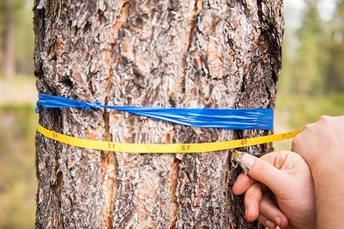 hands holding a measuring tape around a tree